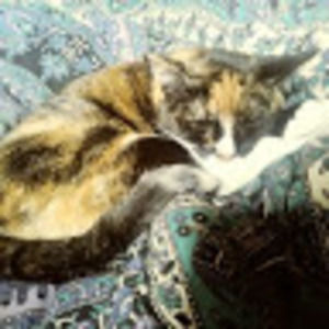 Meet your Posher, Amy